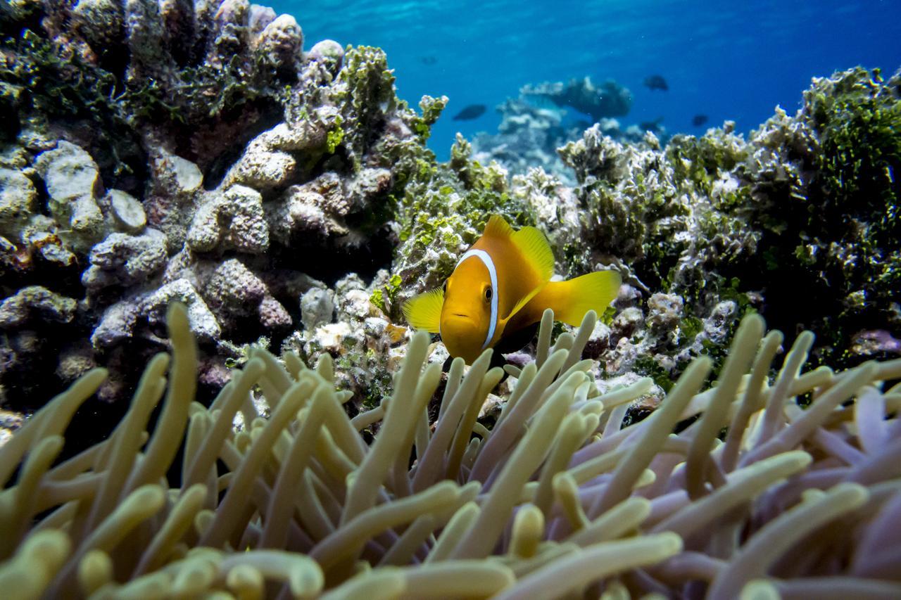 Detour Beach View Hangnaameedhoo エクステリア 写真